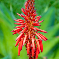 Aloe arborescens usato  Napoli