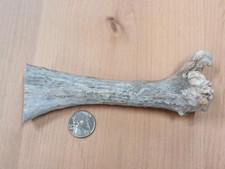 Natural real moose for sale  USA