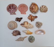 Shells cowrie gold for sale  BURY ST. EDMUNDS