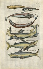 Usado, GREAT WHITE SHARKS ENGRAVING MERIAN & JONSTON HISTORIA NATURALIS 1642-46 comprar usado  Enviando para Brazil