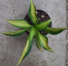 Kleine funkie hosta gebraucht kaufen  Eberhardzell
