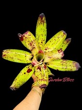 Big neoregelia skotak for sale  San Juan