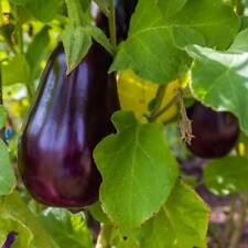 Florida market eggplant for sale  Deltona