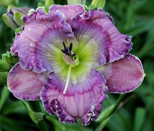 Rings triton daylilies for sale  Portland