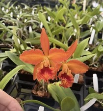 Rlc blood orange for sale  Mountain View