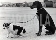 Vintage animali regno usato  Roma