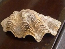 Unusual fab natural for sale  LONDON