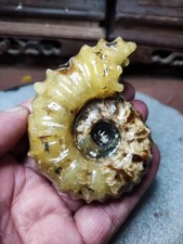 Fóssil natural de caracol de chifre de ovelha Yuhua Dou Wei Lei pedra de crisântemo/Yuhua comprar usado  Enviando para Brazil