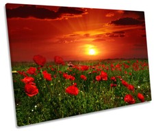 Red poppy flowers for sale  UK