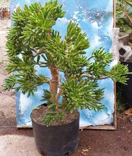 Bonsai trumpet jade for sale  San Marcos