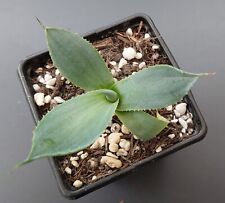 Agave confederate rose for sale  DARLINGTON