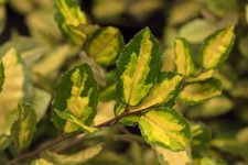 Elaeagnus pungens maculata gebraucht kaufen  Westerstede