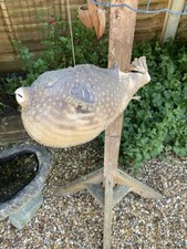 Taxidermy puffer fish for sale  WORTHING