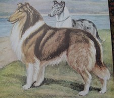 Rough coated collie for sale  PERTH
