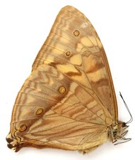 Morpho aega female gebraucht kaufen  München
