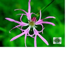 Pink ragged robin for sale  LINCOLN