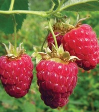 Heritage red raspberry for sale  Weyauwega