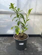 Cestrum nocturnum lady for sale  HELSTON