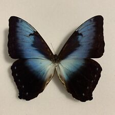 Entomologie morpho cisseis gebraucht kaufen  Marienmünster