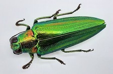 Buprestidae chrysochroa vittat gebraucht kaufen Buprestidae chrysochroa vittat gebraucht kaufen  Wadern