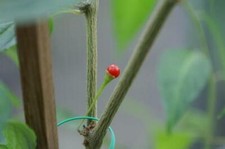 Capsicum tovarii extremely usato  Cirie