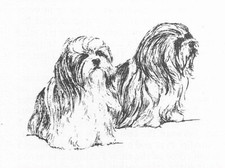 Shih tzu custom for sale  Tampa