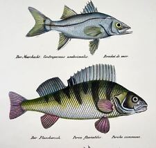 1833 H. Schinz (1777-1861) PERCH Robalo Pescado Litografía A Mano A Color comprar usado  Enviando para Brazil