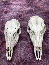 Real wild whitetail for sale  Ellis
