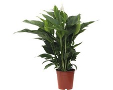 Einblatt floraself spathiphyll gebraucht kaufen  Deutschland