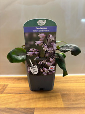 Penstemon onyx pearls for sale  NOTTINGHAM