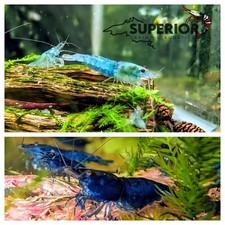 Blue dream blue for sale  Duluth