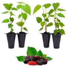 Mulberry dwarf everbearing for sale  Apopka