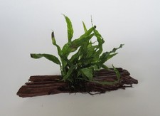 Mangrovenholz microsorium peti gebraucht kaufen  Stolberg (Rhld.)
