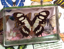 Connie butterflies malachite for sale  Duluth