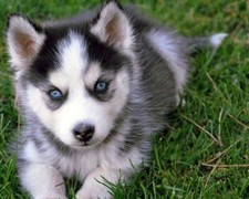 Husky puppy blue for sale  USA