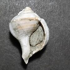 marginata usato marginata usato Italia