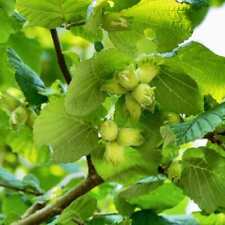 cobnuts for sale cobnuts for sale SOUTHAMPTON