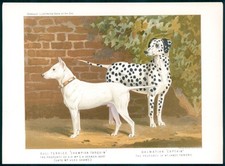 1881 antique chromolithograph for sale  ASHFORD