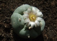 Peyote samen kaktus gebraucht kaufen  Berlin