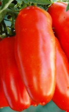 San marzano gigante usato  Reggio Calabria