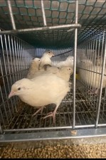 Best option english for sale  BARKING