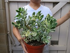 Variegated crassula ovata for sale  Garden Grove