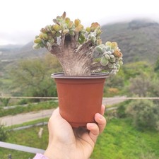 Vaso echeveria pulvinata usato  Barcellona Pozzo di Gotto