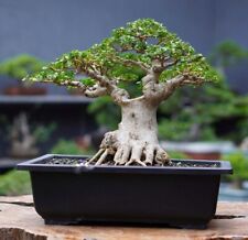 Bonsai Sancang Tree Beauty + Phyto y DHL segunda mano  Embacar hacia Argentina