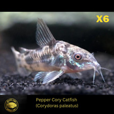 Corydoras paleatus pepper for sale  Nanuet