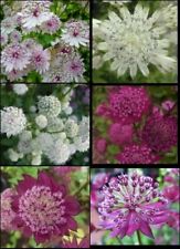 Astrantia major seeds for sale  Ireland