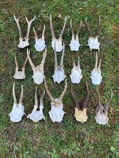 15x real roe for sale  UK