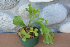 Rare platycerium ridleyi for sale  Roseburg