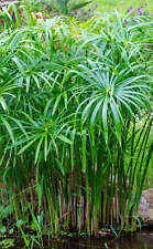Umbrella plant cyperus for sale  HOLT