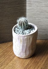 Cactus plant handmade for sale  ST. NEOTS
